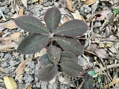 Ardisia mamillata, photograph (c) Toby Y, some rights reserved (CC BY)