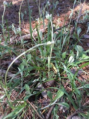 Antennaria plantaginifolia