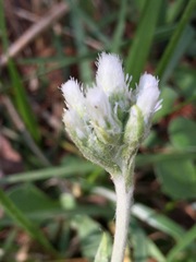 Antennaria plantaginifolia