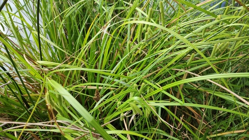 Image of Carex fascicularis by (c) Josh, some rights reserved (CC BY)