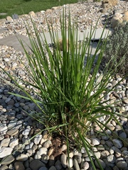 Calamagrostis × acutiflora