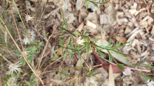 Image of Vittadinia cuneata by (c) Josh, some rights reserved (CC BY)