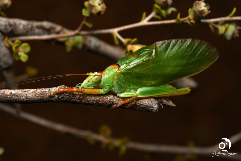 Balloon-winged Katydids