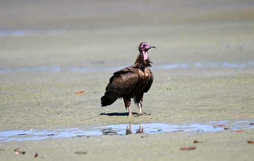 Hooded Vulture