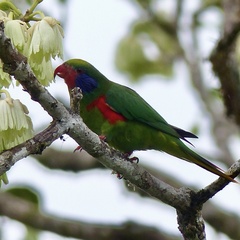 Red-Flanked Lorikeet photo 4