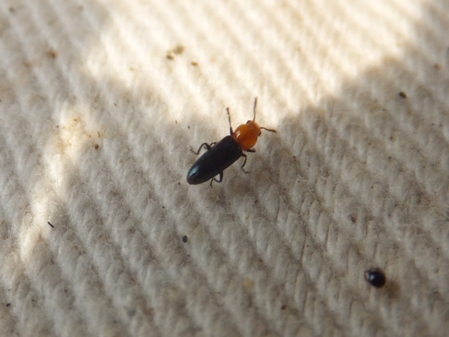 Anadastus melanosternus