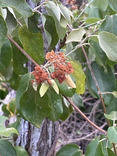 Stigmaphyllon discolor observed 2023-11-26