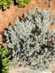 Angiospermae