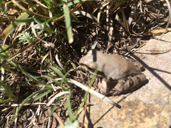 Pseudacris streckeri