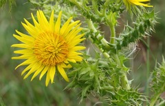 Berkheya onopordifolia