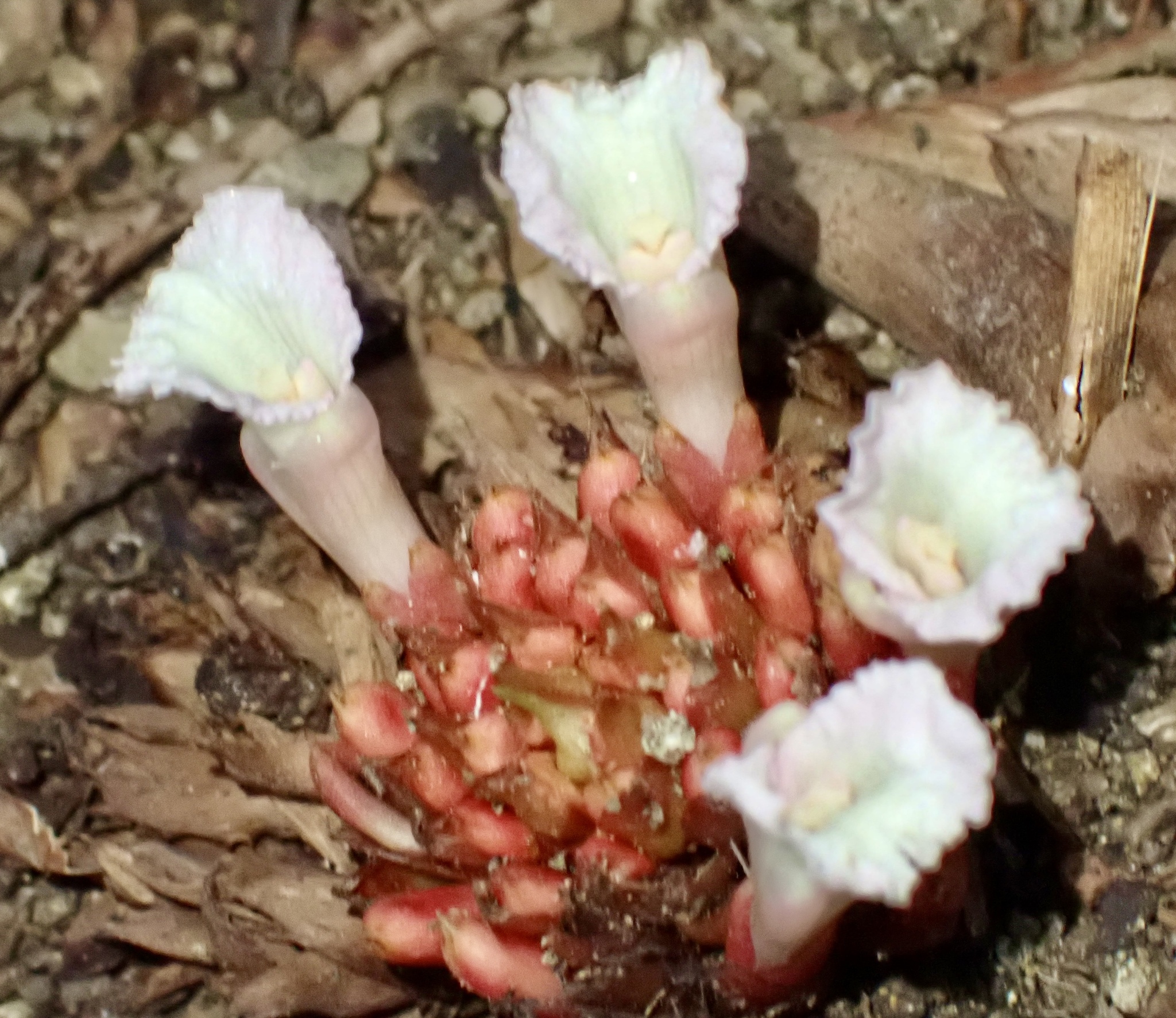 Etlingera alba