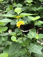 Papilio polytes stichius