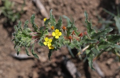 Camissoniopsis intermedia