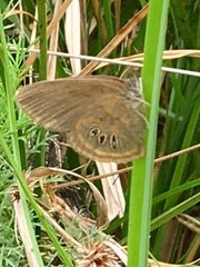 Neonympha areolatus