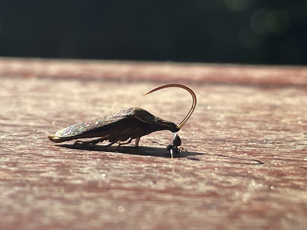 Wolfella spinolae