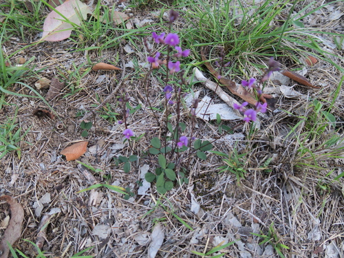 Image of Glycine tabacina by no rights reserved
