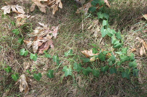 Image of Passiflora morifolia by (c) Thomas Mesaglio, some rights reserved (CC BY)