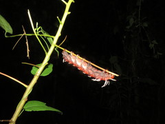 Citheronia phoronea