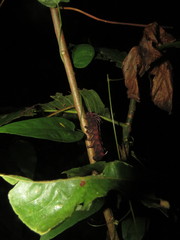 Citheronia phoronea