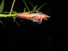 Citheronia phoronea
