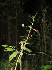 Citheronia phoronea