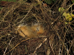 Cantorchilus guarayanus