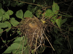 Cantorchilus guarayanus