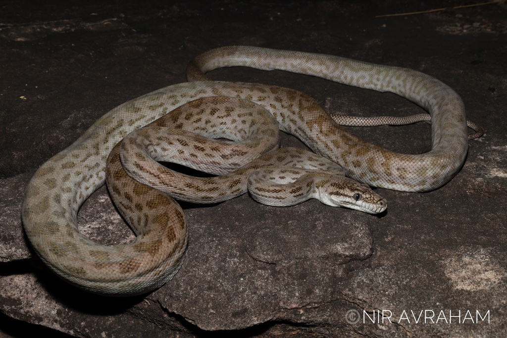 Oenpelli Rock Python in September 2023 by niravraham · iNaturalist