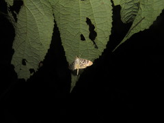 Spilomela perspicata