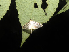 Spilomela perspicata