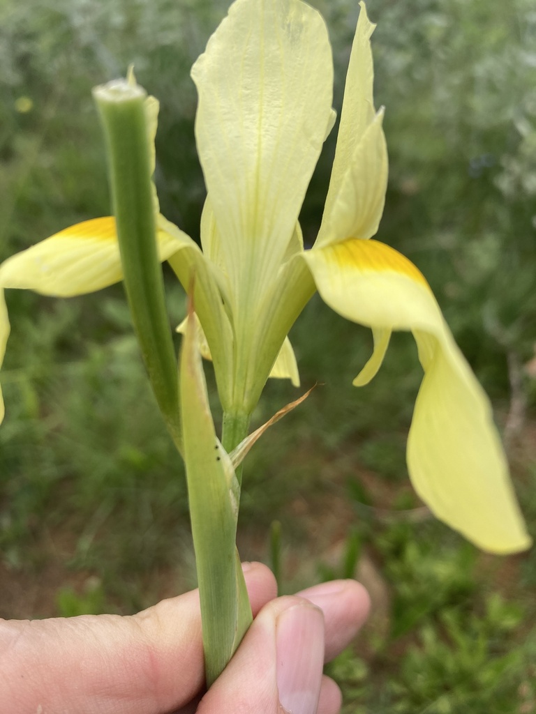 Early Yellow Moraea