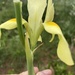 Early Yellow Moraea - Photo (c) Rudi von Staden, some rights reserved (CC BY-NC), uploaded by Rudi von Staden