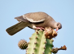 Patagioenas corensis