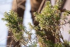 Taxus cuspidata
