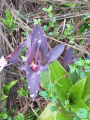 Tradescantia pallida