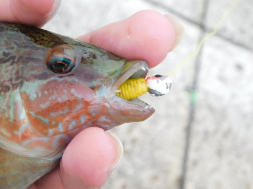 Japanese wrasse (Pseudolabrus japonicus) — Labridae — 2