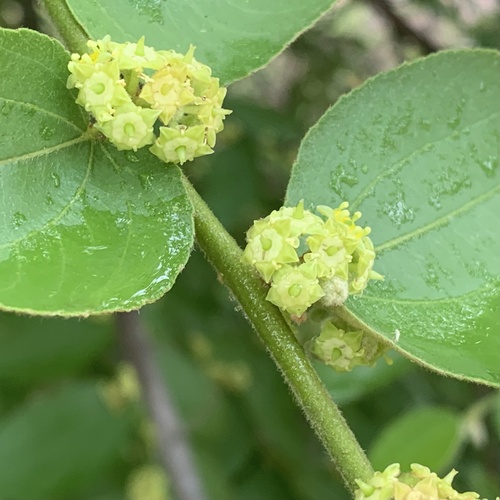 large jujube (Ziziphus abyssinica)