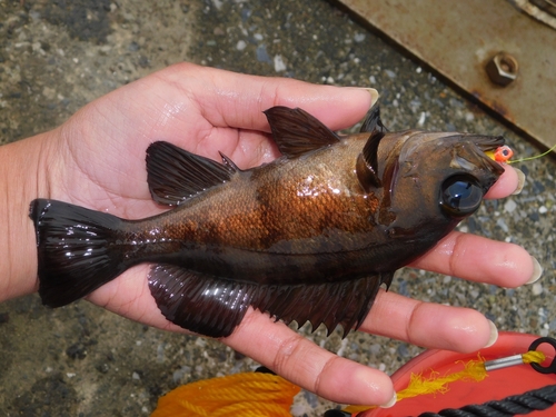 Dark-banded rockfish (Sebastes inermis) — Sebastidae — 2