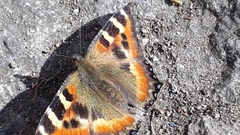 Aglais caschmirensis