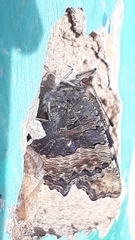 Aglais caschmirensis