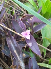 Tradescantia pallida
