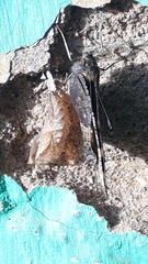 Aglais caschmirensis