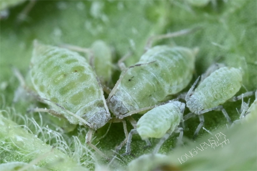 celery aphid