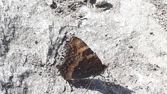 Aglais caschmirensis