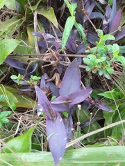 Tradescantia pallida