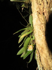 Trichocentrum fuscum