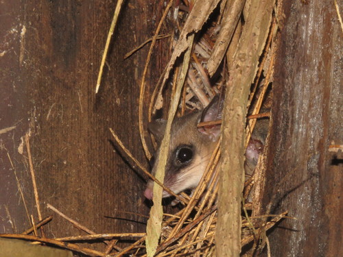 Marmosa macrotarsus
