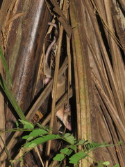 Marmosa murina