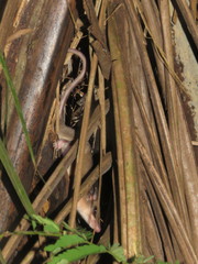 Marmosa murina