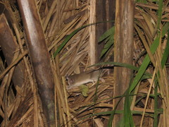 Marmosa murina